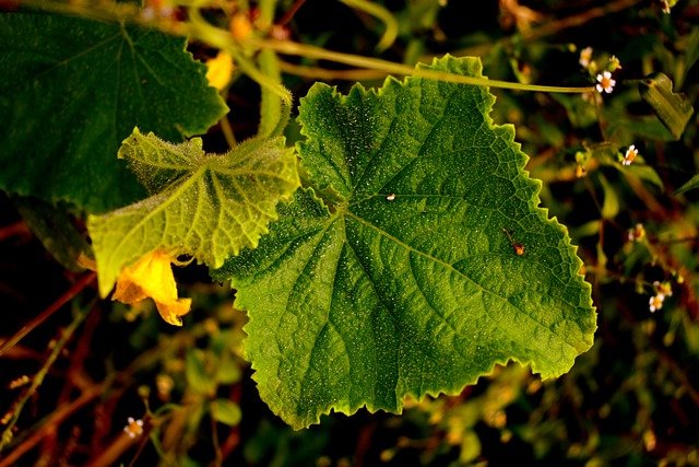 キュウリの葉が白い時の原因と対処法